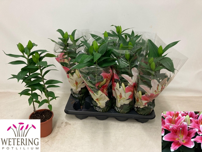 <h4>LIL OR SUNNY ROBYN</h4>