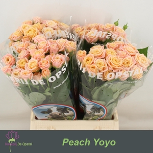 R Tr Peach Yo-yo
