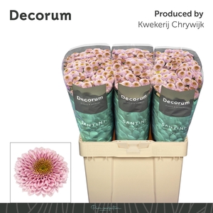 Chr S Doria Light Pink 1100gr