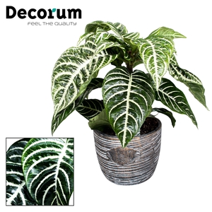 Aphelandra Sq Green Keramiek Robuust