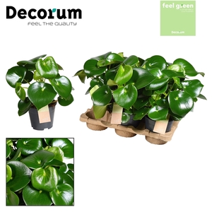 Peperomia Raindrop Feel Green (Decorum)