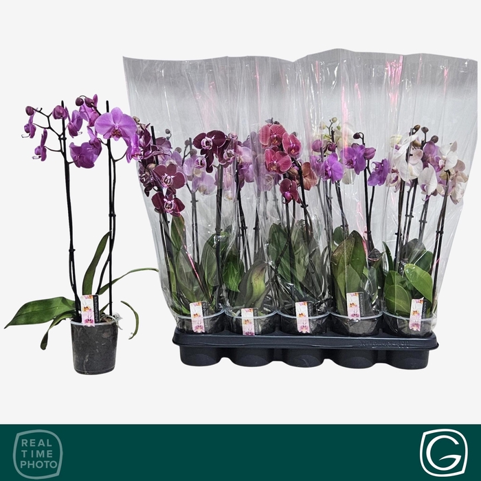 <h4>PHAL GEM 4 KL</h4>