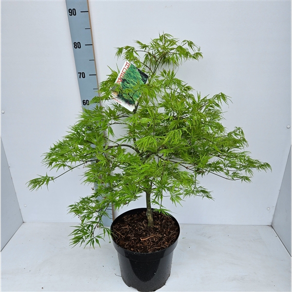<h4>Acer palmatum 'Dissectum'</h4>