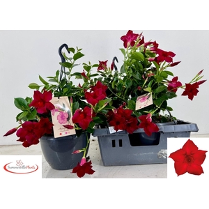 MANDE SUN RED