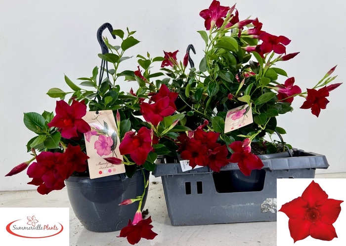 <h4>MANDE SUN RED</h4>