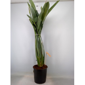 Strelitzia reg.