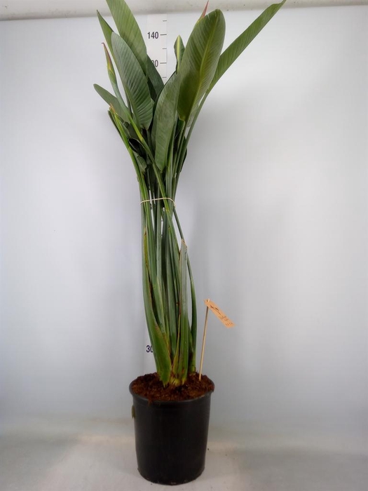 <h4>Strelitzia reg.</h4>