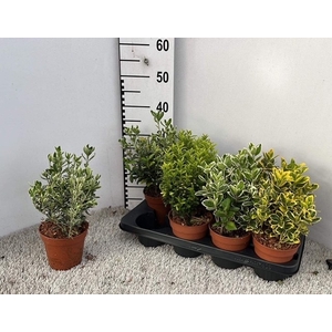 Euonymus japonicum mix 13Ø 25cm