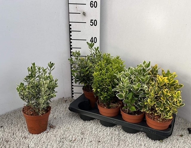 Euonymus japonicum mix 13Ø 25cm