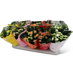 Kalanchoe gevuld Perfecta gemengd 5klr.