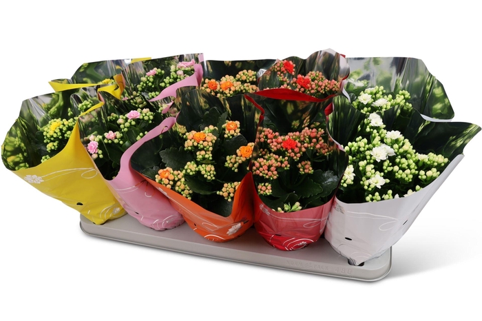 <h4>Kalanchoe gevuld Perfecta gemengd 5klr.</h4>