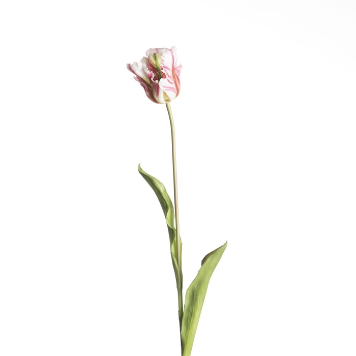 <h4>AF Tulip Parrot L60cm Whit/Red</h4>