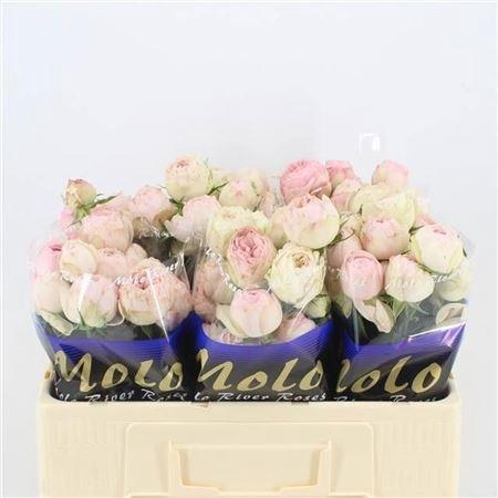 <h4>R Tr Mansfield Park</h4>