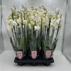 Phal An Inverness