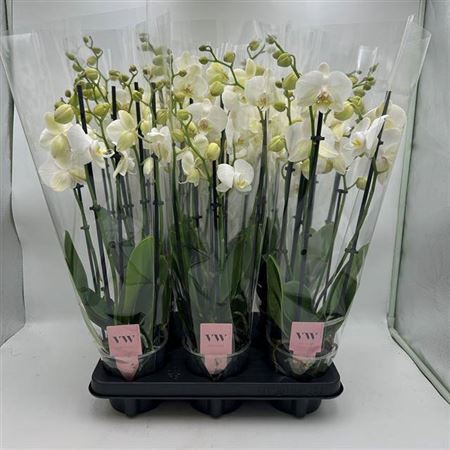 Phal An Inverness