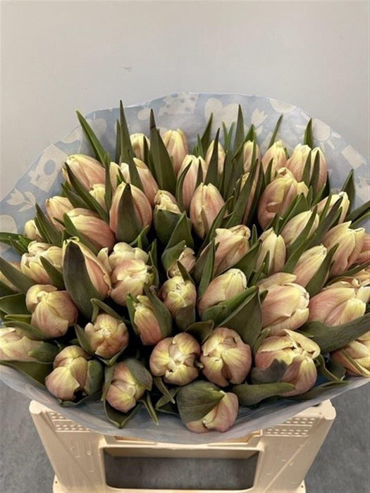 <h4>Tu Kb Purple Rain</h4>