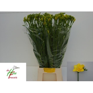 Freesia du Boulevard
