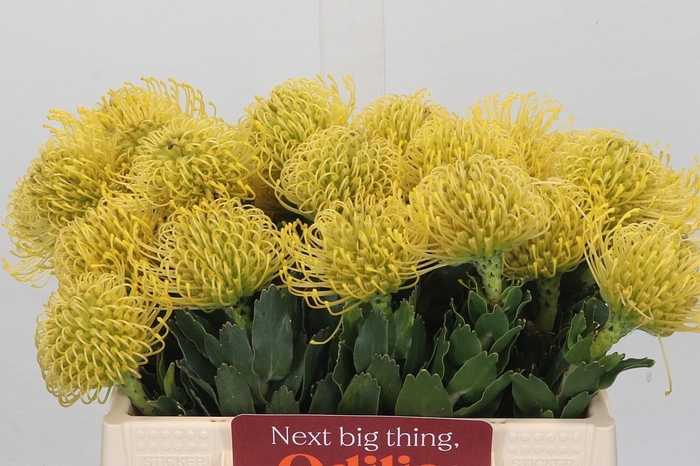 <h4>Nutans High Gold</h4>