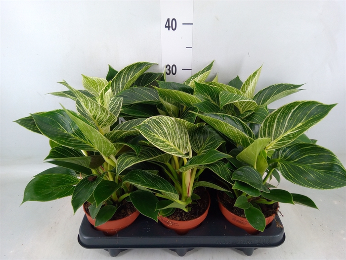 <h4>Philodendron   ...</h4>