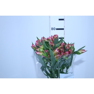 ALSTROEMERIA JUMBO 080 CM ROSA