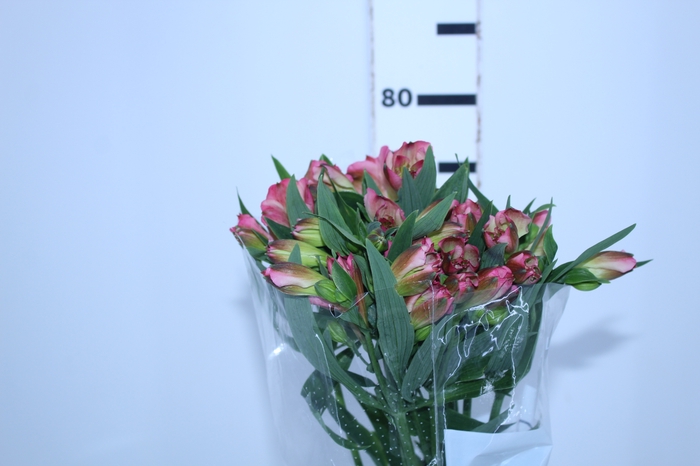 ALSTROEMERIA JUMBO 080 CM ROSA