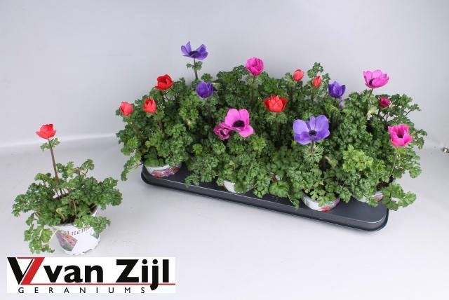 <h4>ANEM CO HARM GEM</h4>