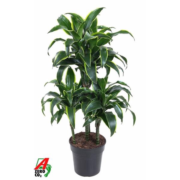 <h4>Dracaena fragrans Compacta Grp 'Dorado' (toef)</h4>