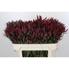 Leucadendron Saf Sunset Dark R.Spray