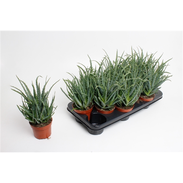 <h4>Aloe Arborencens</h4>