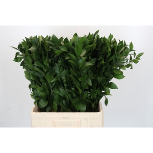 RUSCUS HYPOPHYLLUM
