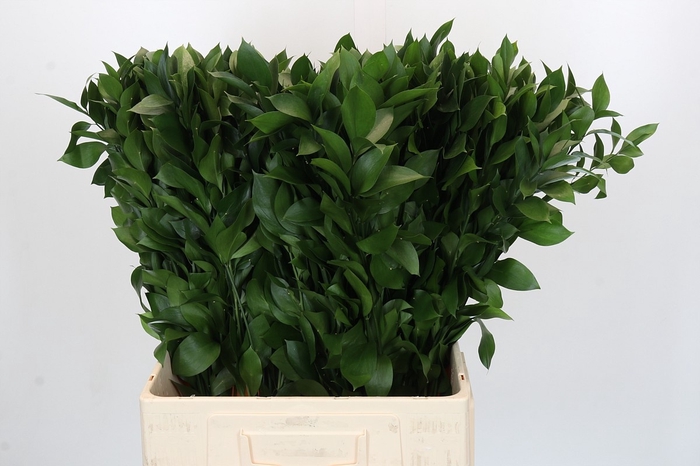 <h4>RUSCUS HYPOPHYLLUM</h4>
