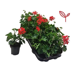 PEL PELT BALKON ROOD
