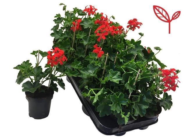 <h4>PEL PELT BALKON ROOD</h4>