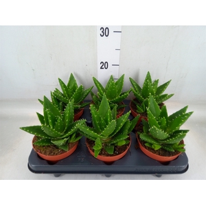 Aloe perfoliata