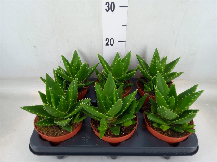 <h4>Aloe perfoliata</h4>