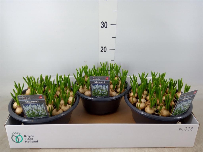<h4>Muscari  'Manon'</h4>