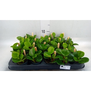 Peperomia obt. 'Green Gold'