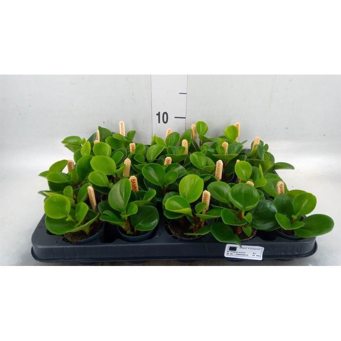 <h4>Peperomia obt. 'Green Gold'</h4>