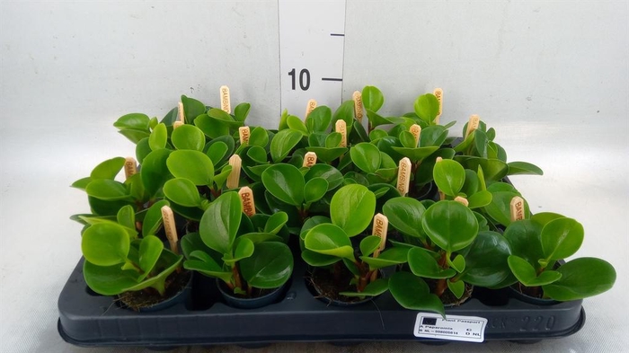 Peperomia obt. 'Green Gold'