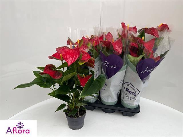 <h4>ANTHU AN BAMBINO RED</h4>