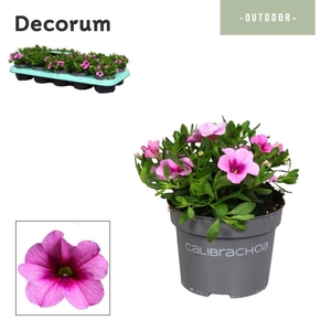 Calibrachoa - 10,5 cm - Uno Glamour - Decorum