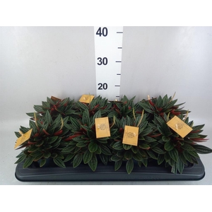 Peperomia caperata 'Rosso'