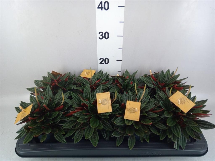 <h4>Peperomia caperata 'Rosso'</h4>