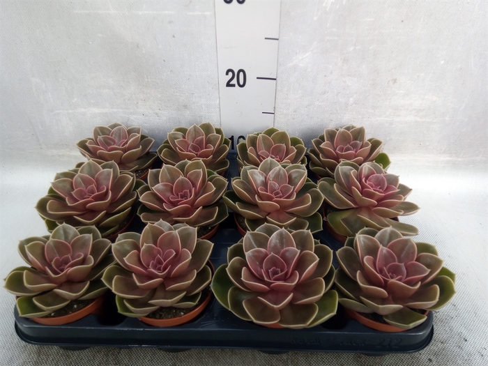 <h4>Echeveria   ...not flowering</h4>