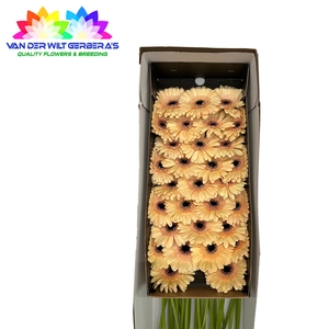 Germini Mindset Doos