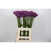 Allium Gladiator