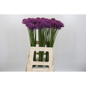 Allium Gladiator