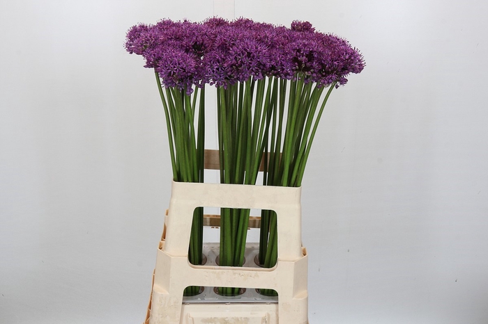 Allium Gladiator
