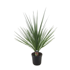 Cordyline indivisa