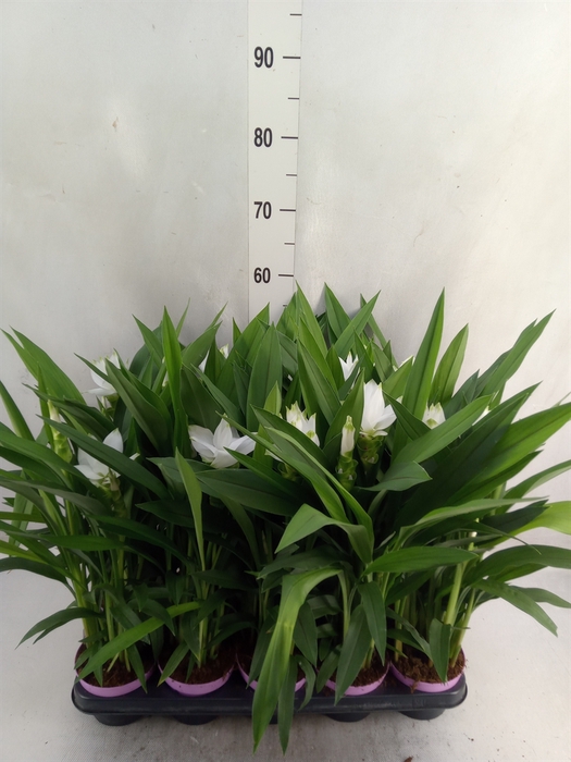 Curcuma alism. 'Siam Sisto'